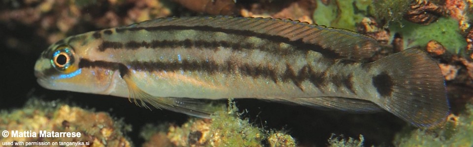 Telmatochromis bifrenatus 'Lyamembe'