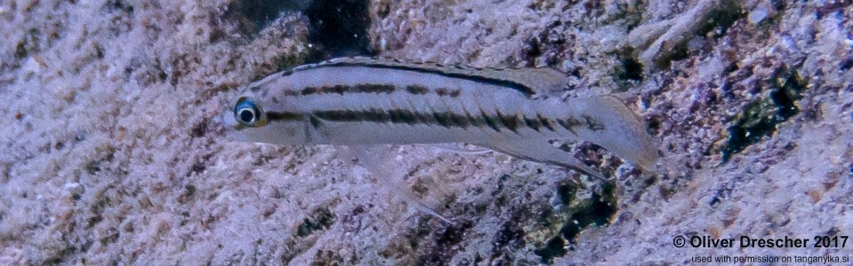 Telmatochromis bifrenatus 'Mawimbi'