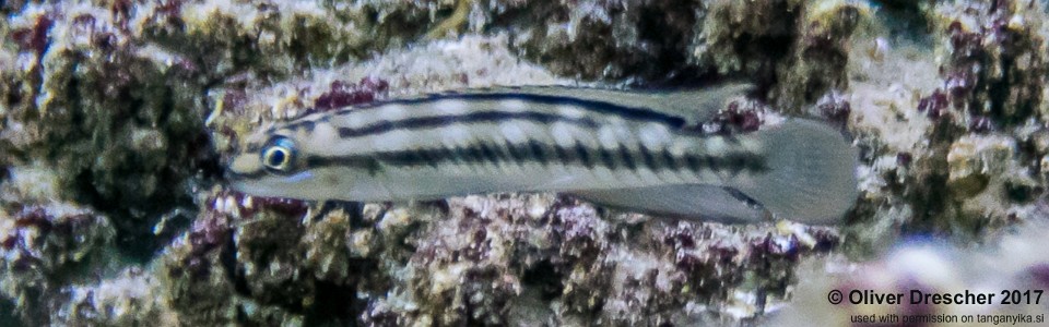 Telmatochromis bifrenatus 'Nondwa Point'