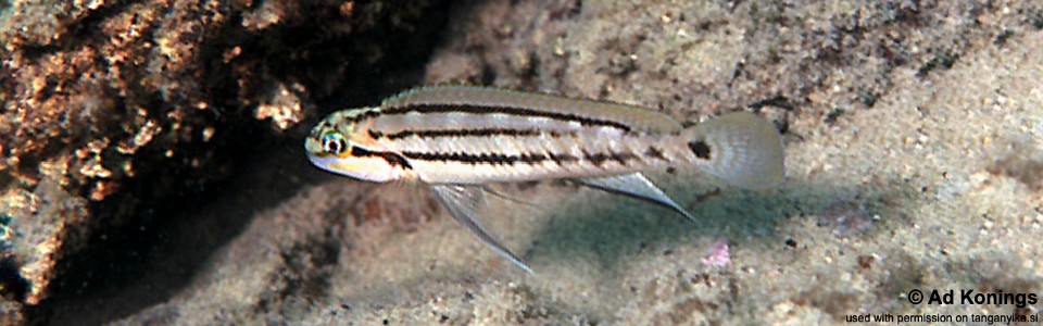 Telmatochromis bifrenatus 'Sibwesa'