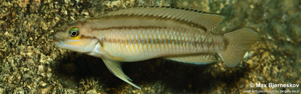 Telmatochromis bifrenatus 'Talama'