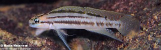 Telmatochromis bifrenatus 'Ifala Village'.jpg