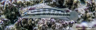 Telmatochromis bifrenatus 'Nondwa Point'.jpg