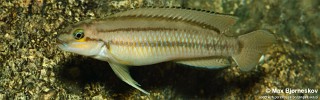 Telmatochromis bifrenatus 'Talama'.jpg