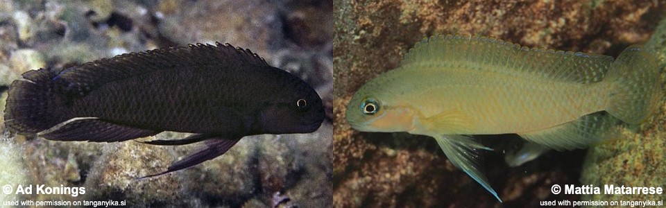 Telmatochromis brachygnathus 'Cape Chaitika'