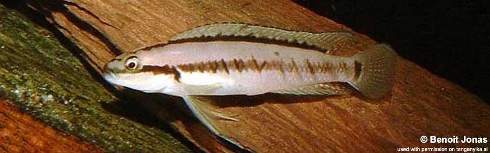 Telmatochromis brichardi (unknown locality)