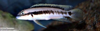 Telmatochromis brichardi 'Magara'.jpg