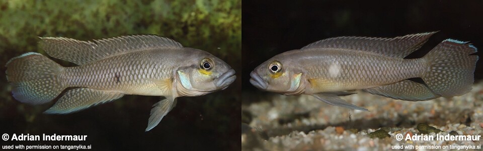 Telmatochromis devosi<br><font color=gray>Neolamprologus devosi</font> 