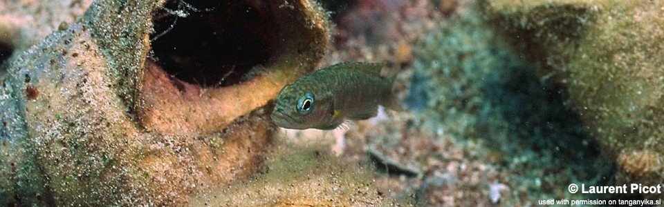 Telmatochromis dhonti 'Cape Mpimbwe'