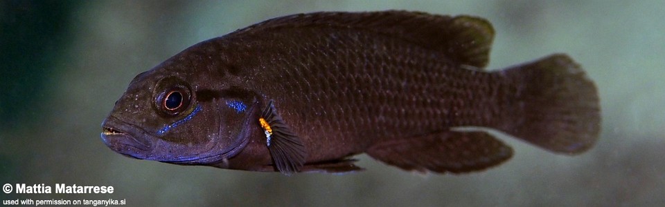 Telmatochromis dhonti 'Mkangazi'