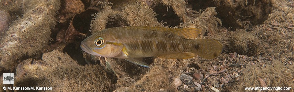 Telmatochromis dhonti 'Mwila Island'