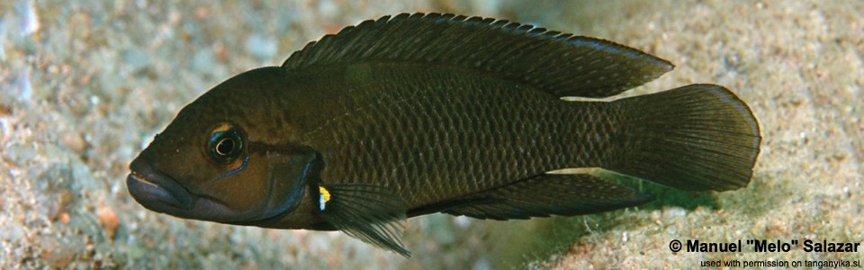 Telmatochromis dhonti 'Namansi'