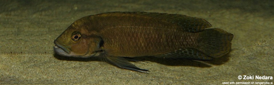 Telmatochromis dhonti (unknown locality)