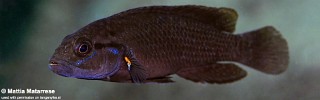 Telmatochromis dhonti 'Mkangazi'.jpg