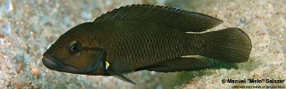 Telmatochromis dhonti 'Namansi'.jpg