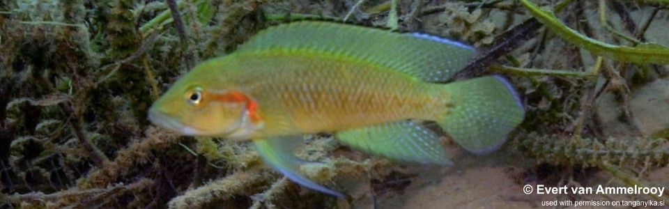 Telmatochromis macrolepis 'Kigoma'