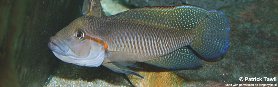 Telmatochromis macrolepis 'Uvira'