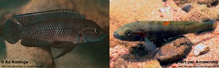 Telmatochromis macrolepis