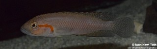 Telmatochromis macrolepis 'Cape Bangwe'.jpg