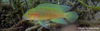 Telmatochromis macrolepis 'Kigoma'.jpg