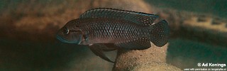 Telmatochromis macrolepis 'Magara'.jpg