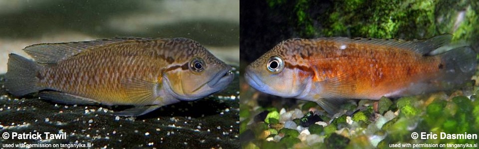 Telmatochromis sp. 'dhonti orange' (unknown locality)<br><font color=gray>Telmatochromis dhonti (unknown locality)</font> 