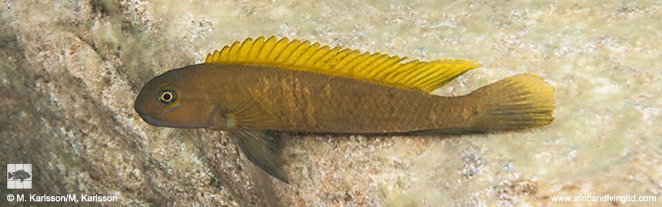 Telmatochromis sp. 'temporalis elongated yellow top' Southern Tanzania