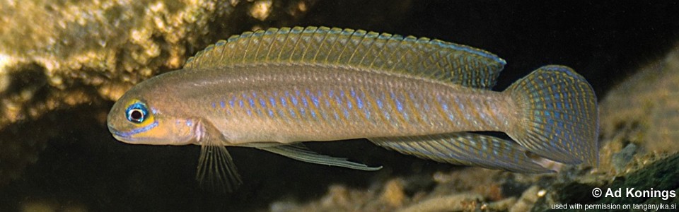 Telmatochromis sp. 'vittatus elongate' Kitoke