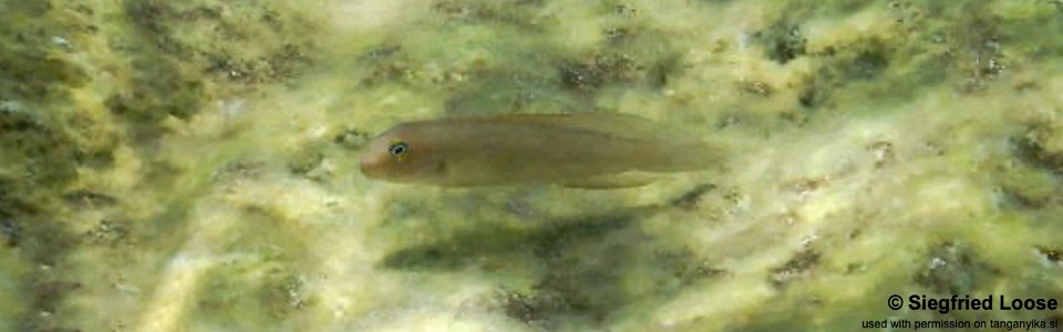 Telmatochromis sp. 'vittatus elongate' Milima Island