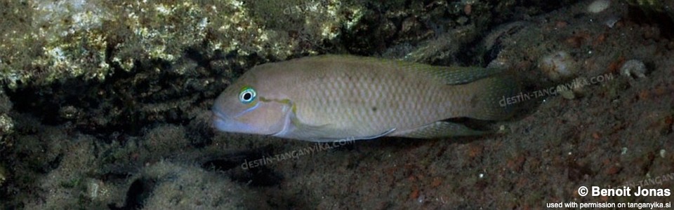 Telmatochromis cf. temporalis 'Bulu Point'