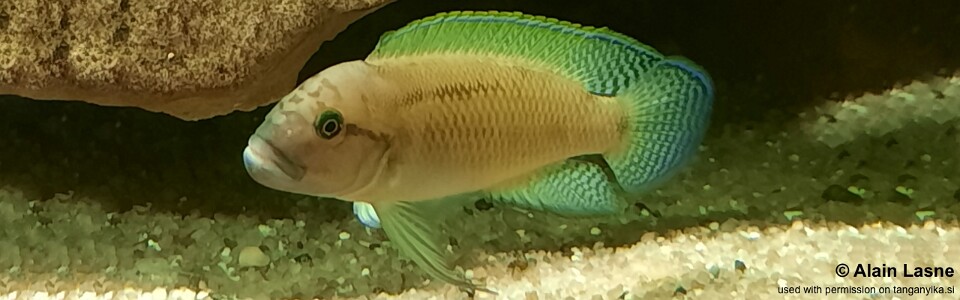 Telmatochromis cf. temporalis 'Cameron Bay'<br><font color=gray>Telmatochromis sp. 'temporalis shell' Cameron Bay</font> 