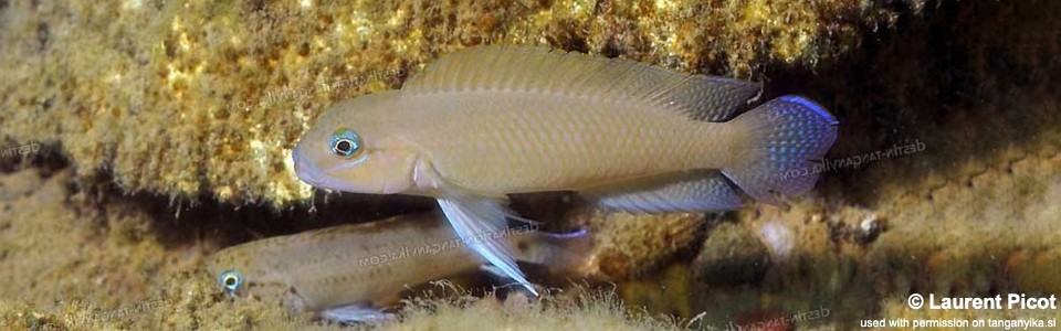 Telmatochromis cf. temporalis 'Cape Kabogo'