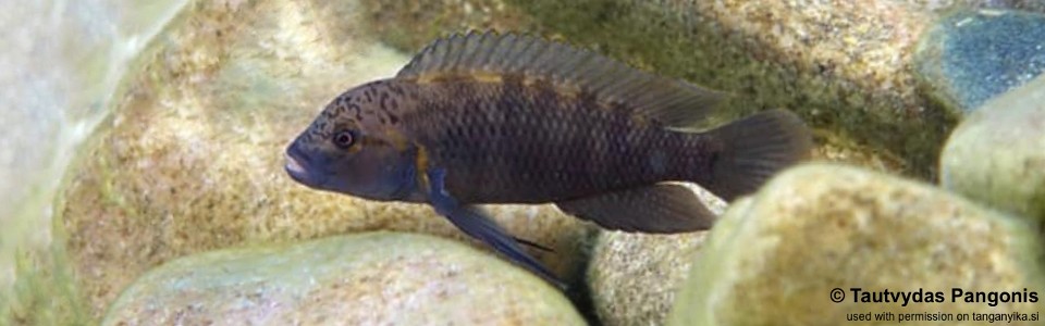 Telmatochromis cf. temporalis 'Cape Kapembwa'