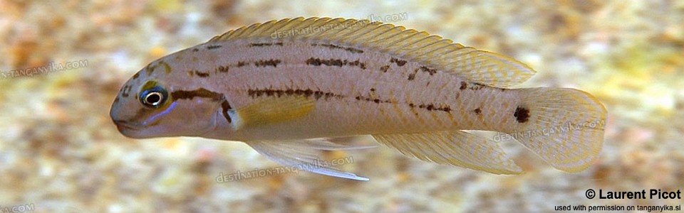 Telmatochromis cf. temporalis 'Cape Mpimbwe'