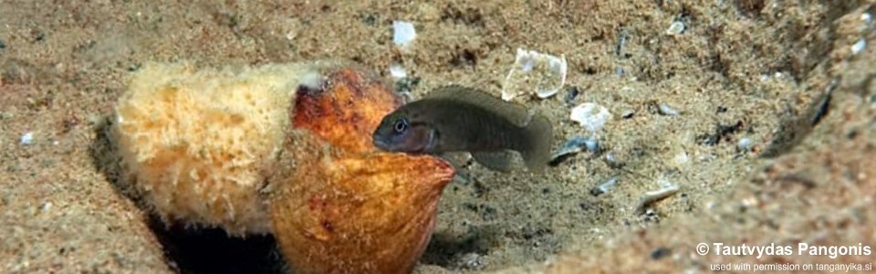 Telmatochromis cf. temporalis 'Chimba'