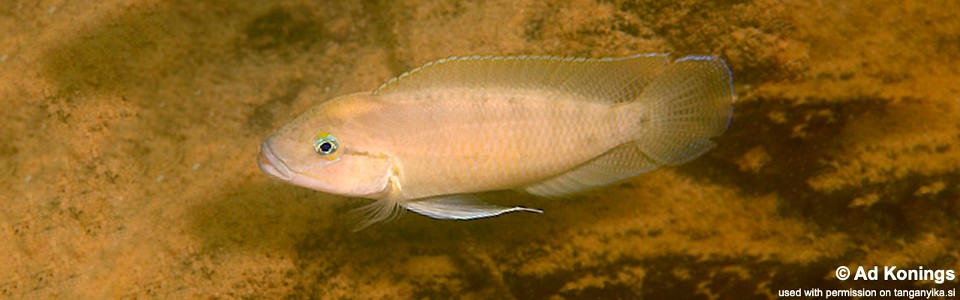 Telmatochromis cf. temporalis 'Kalambo Lodge'