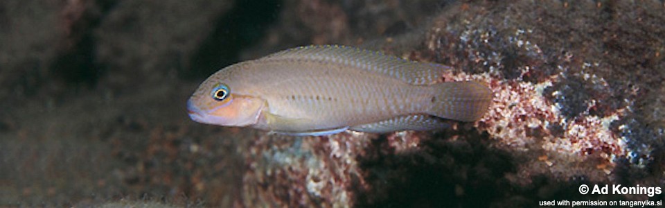 Telmatochromis cf. temporalis 'Kapembwa'