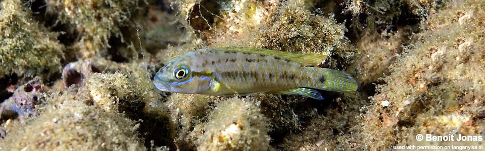 Telmatochromis cf. temporalis 'Karilani Island'