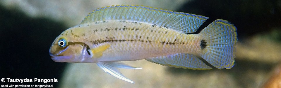 Telmatochromis cf. temporalis 'Katondo Point'