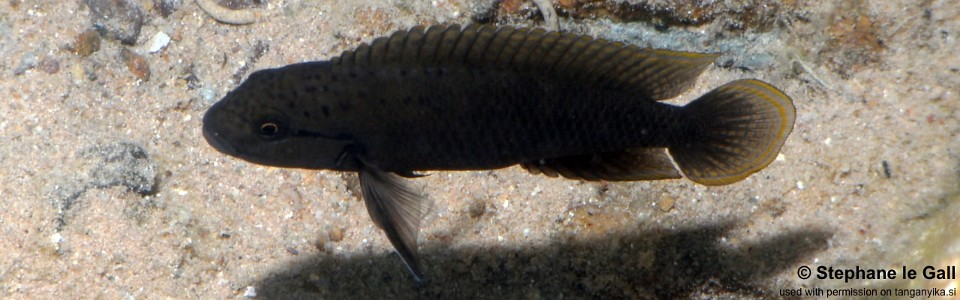 Telmatochromis cf. temporalis 'Kigoma'