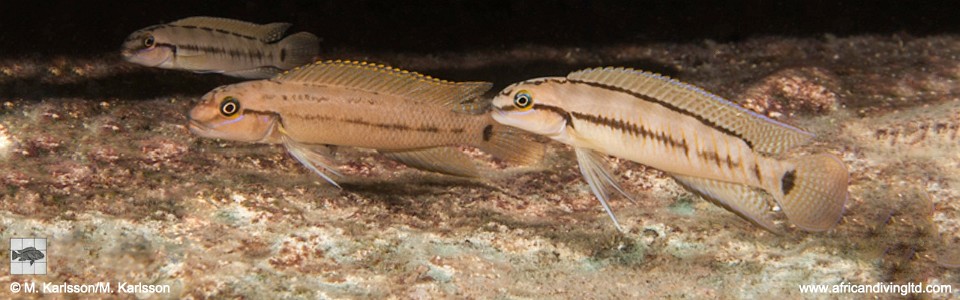 Telmatochromis cf. temporalis 'Kisi Island'