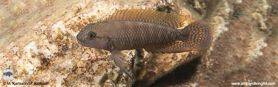 Telmatochromis cf. temporalis 'Kitawe'