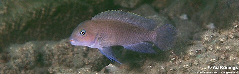 Telmatochromis cf. temporalis 'Magara'