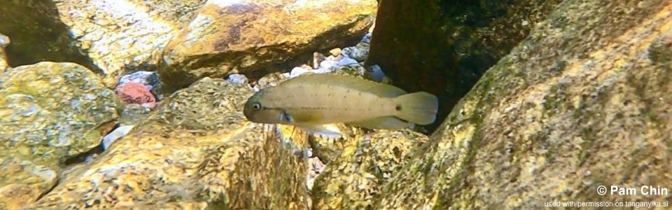 Telmatochromis cf. temporalis 'Mahale Mountains NP'