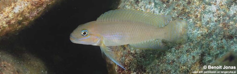 Telmatochromis cf. temporalis 'Maleza (Mamalesa) Island'