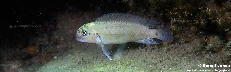 Telmatochromis cf. temporalis 'Maswa'