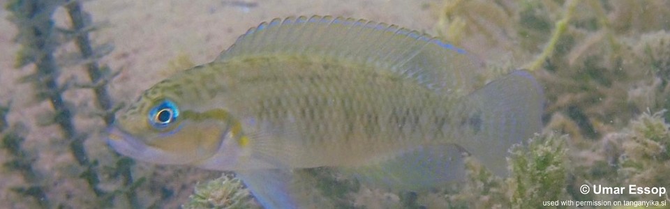 Telmatochromis cf. temporalis 'Mpulungu'