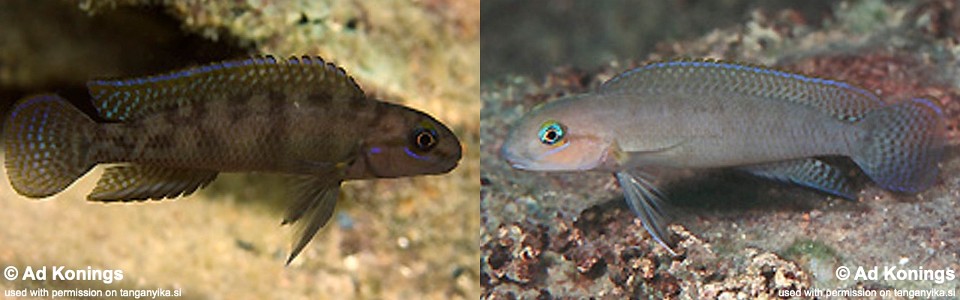 Telmatochromis cf. temporalis 'Mtosi'