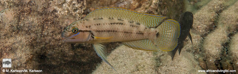 Telmatochromis cf. temporalis 'Mwaka Bay'