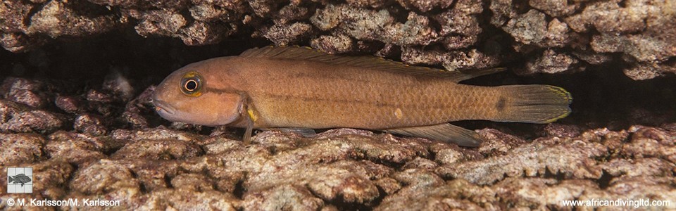 Telmatochromis cf. temporalis 'Namansi'